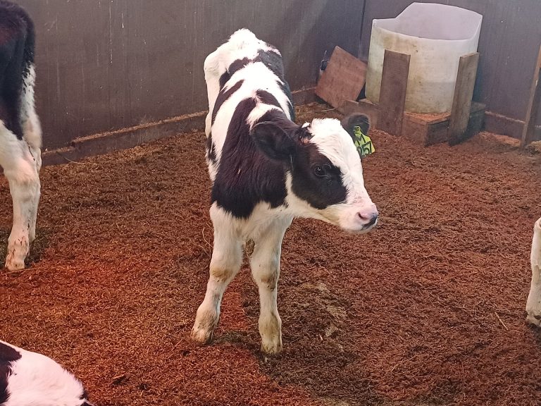 Dairy farming and cattle care for How Herd Health Creates a Better Farming & Dairy Experience