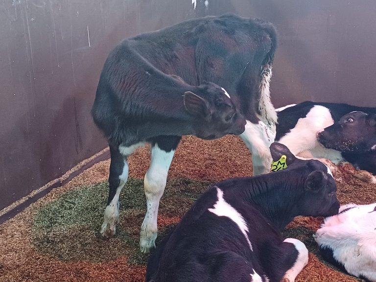 Dairy farming and cattle care for Dairy Production: What to Know Before You Decide