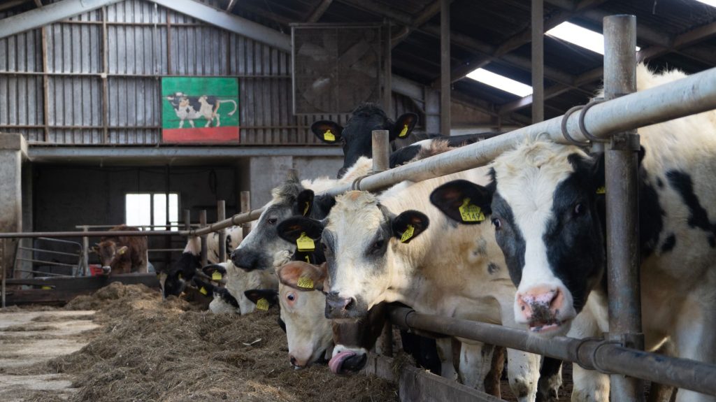 Dairy cow