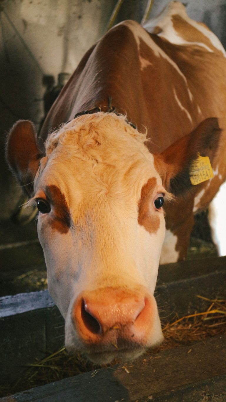 Nexolume Farming & Dairy live WordPress demo preview