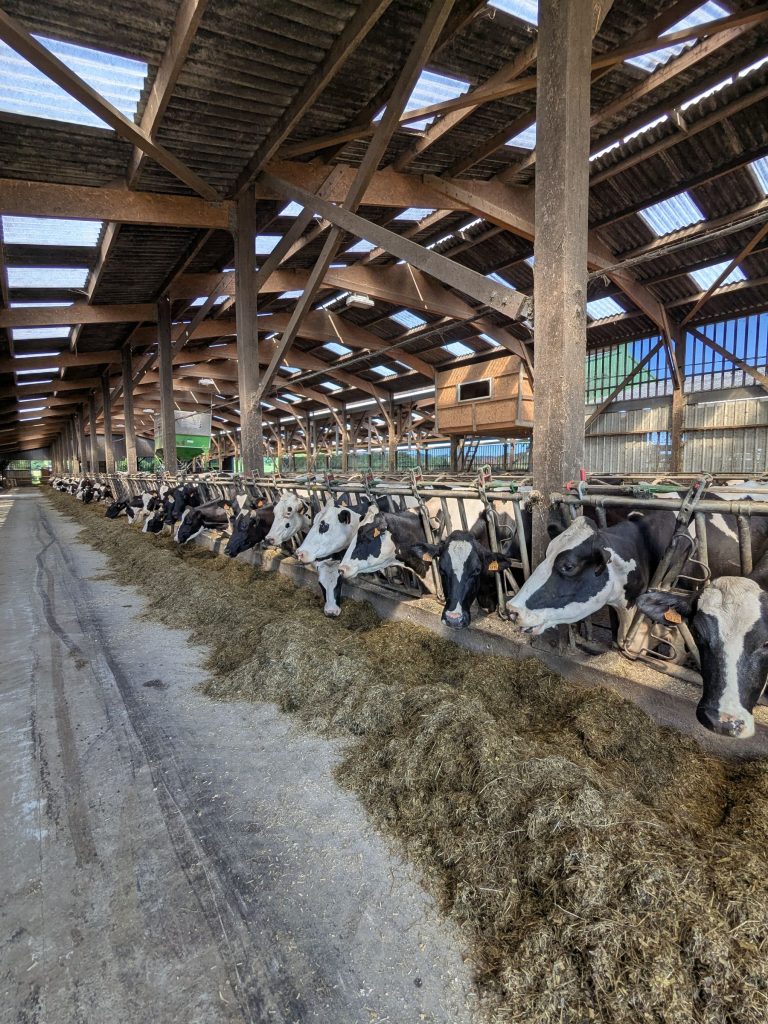Dairy cattle and farm operations