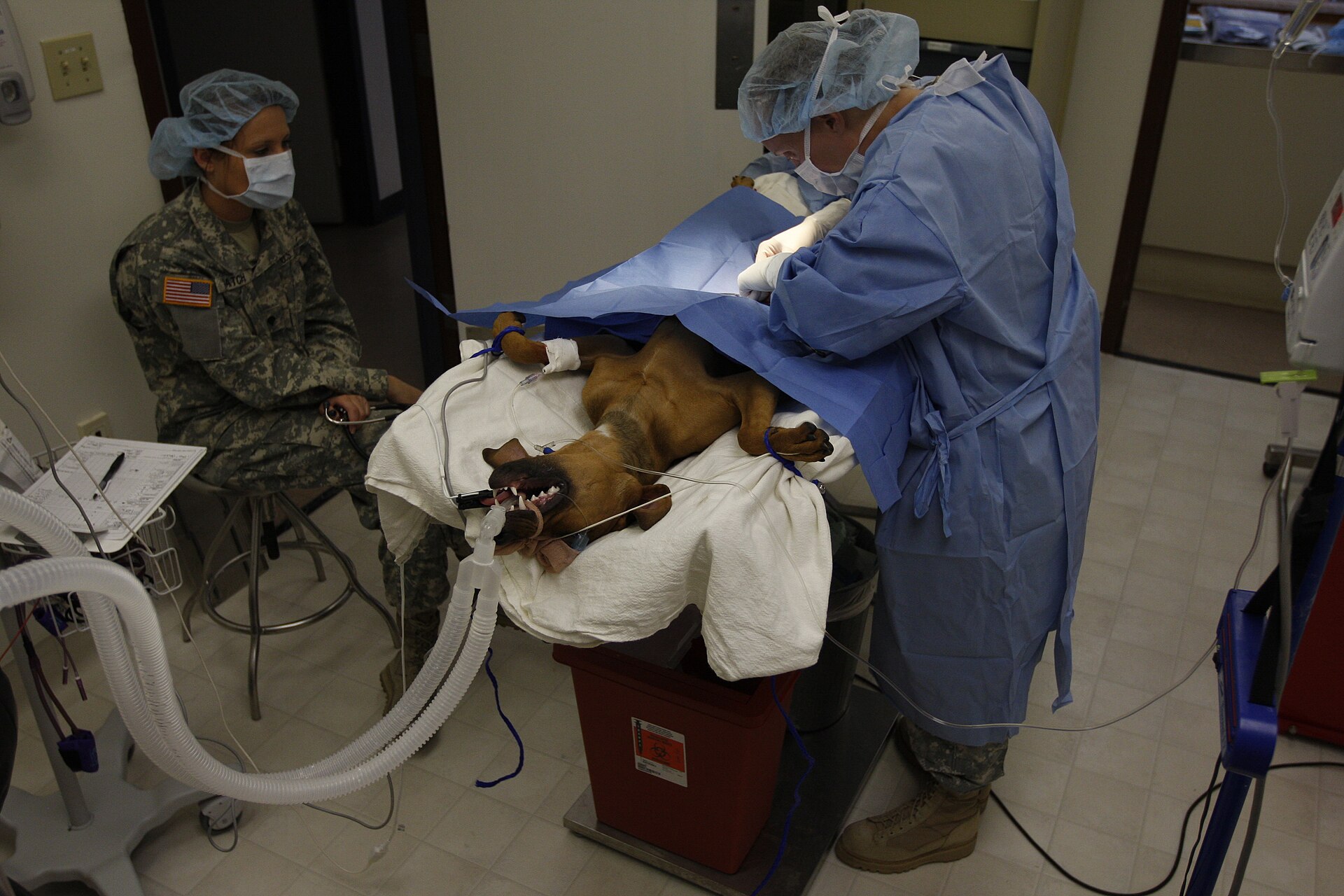 Nexolume Pet Veterinary - Pet Support: A Practical Guide for Better Results