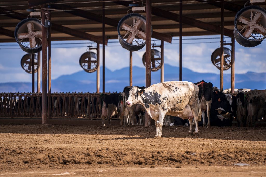 Dairy production quality