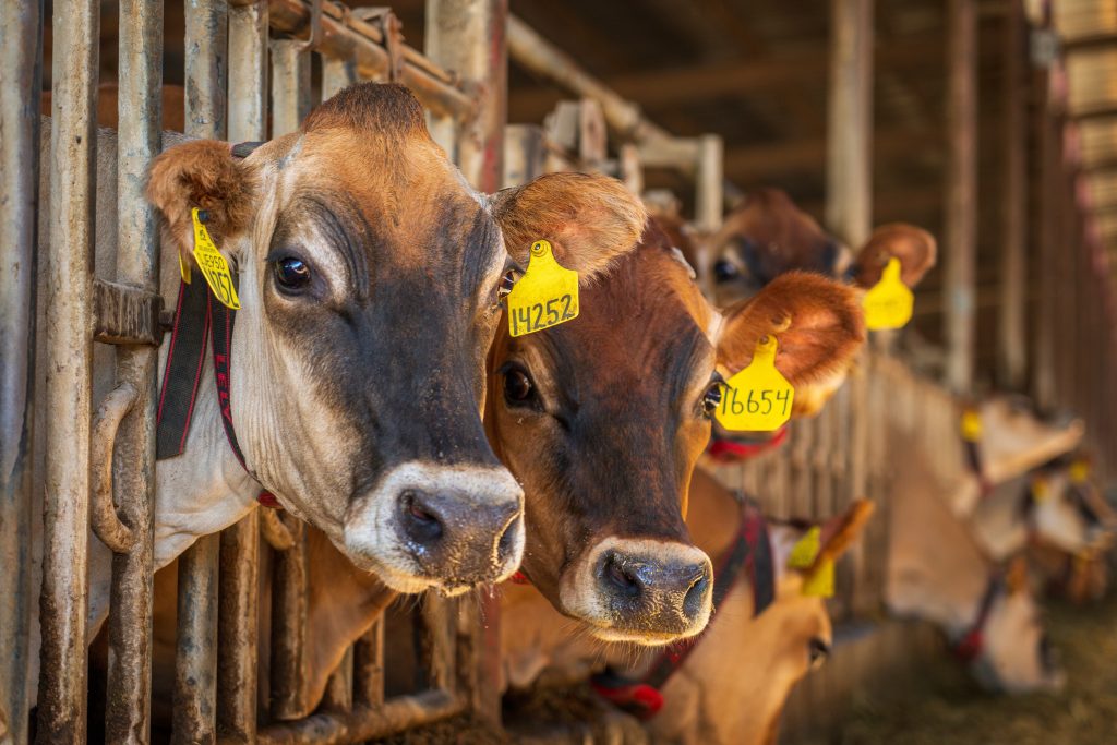 Farm cattle