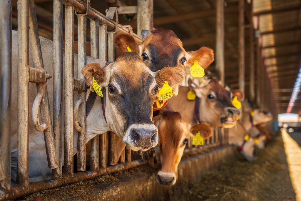 Contact the Farm