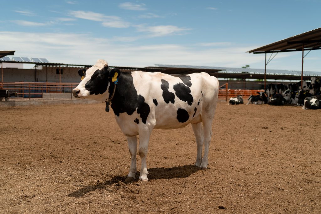 Dairy barn