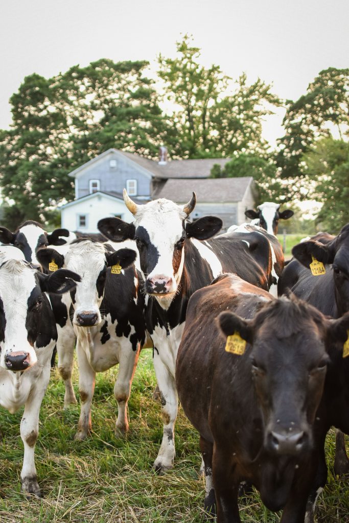 Contact the Farm