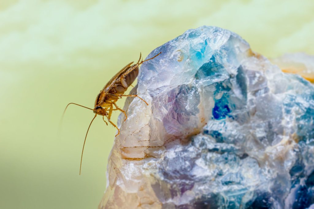 Real-world Pest Control & Home Protection