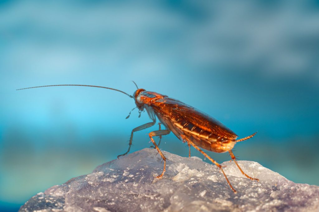 Pest Control & Home Protection
