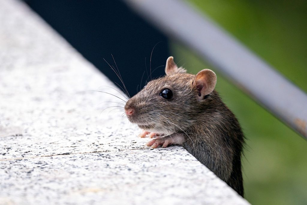 Pest Control & Home Protection