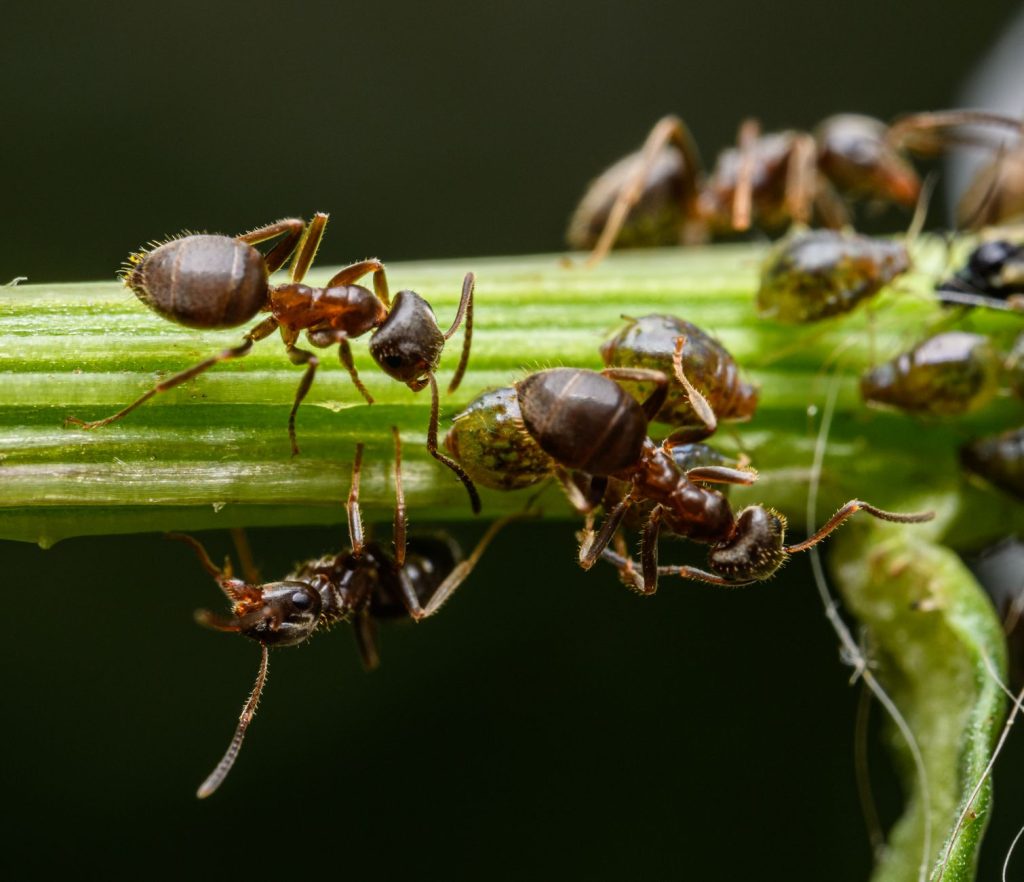 Professional Pest Control & Home Protection