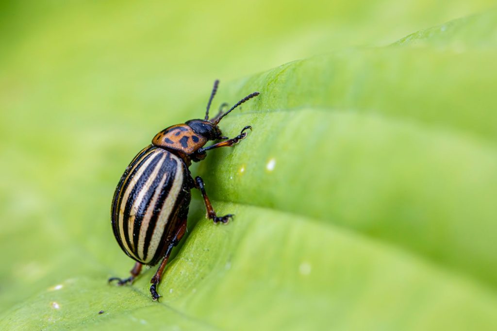 Real-world Pest Control & Home Protection
