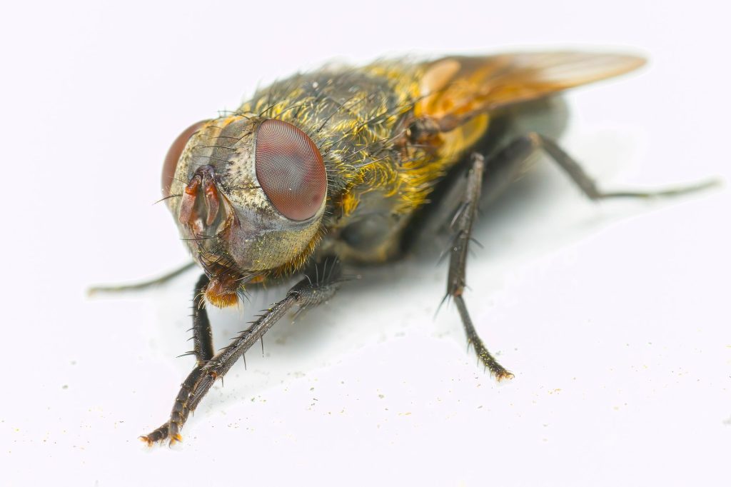 Real-world Pest Control & Home Protection