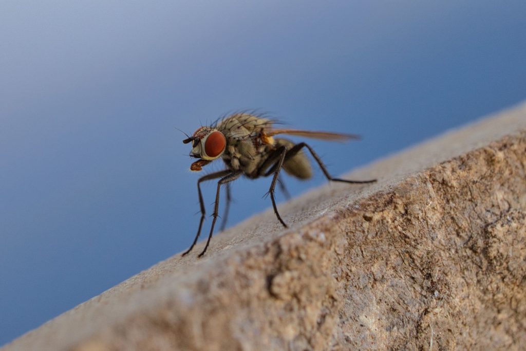 Professional Pest Control & Home Protection
