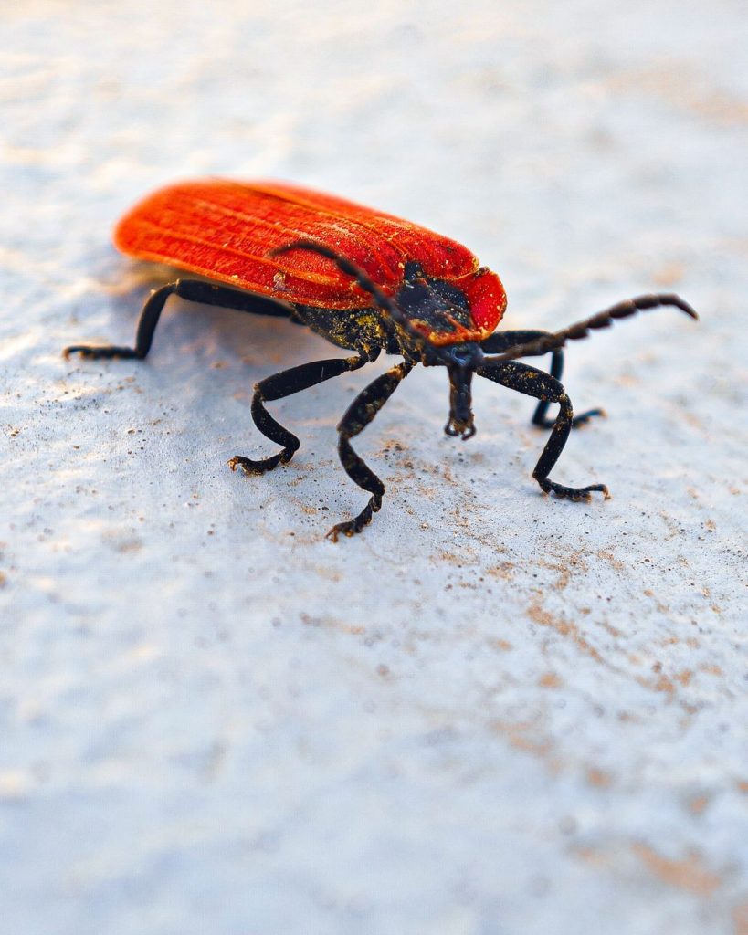 Pest Control & Home Protection
