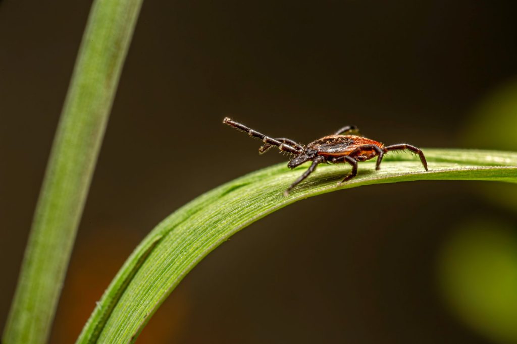 Real-world Pest Control & Home Protection
