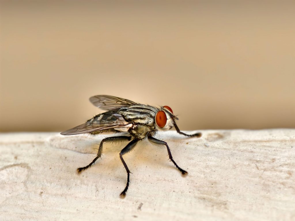 Pest Control & Home Protection