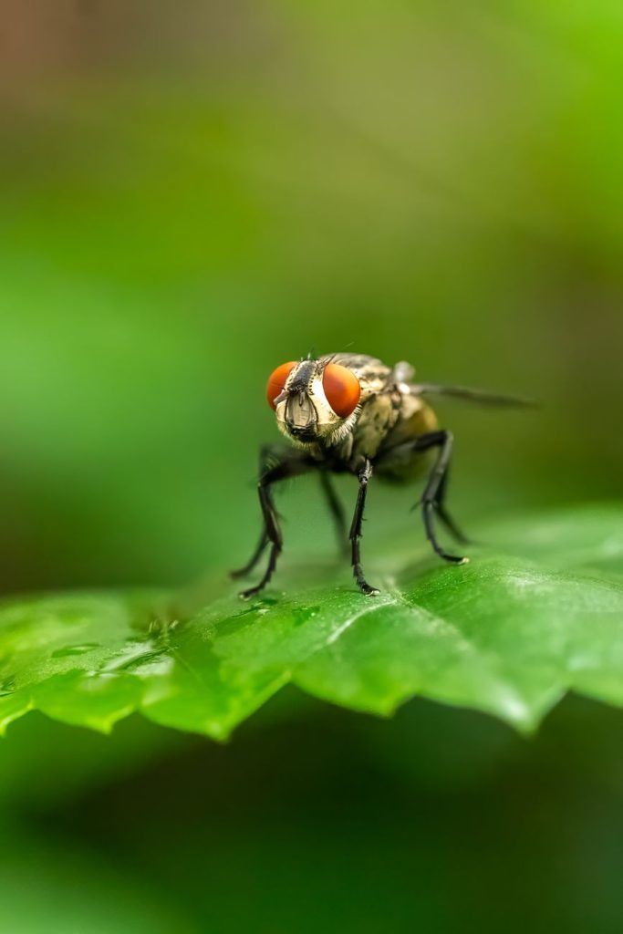 Professional Pest Control & Home Protection