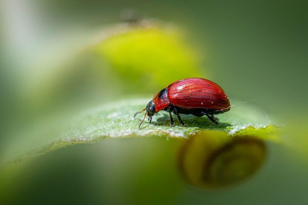 Real-world Pest Control & Home Protection