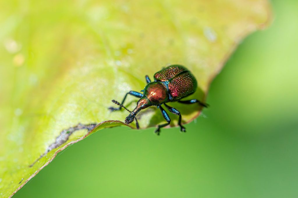 Professional Pest Control & Home Protection
