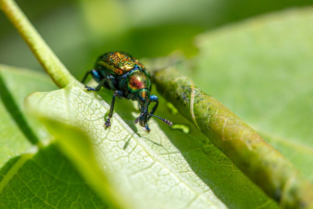 Real-world Pest Control & Home Protection