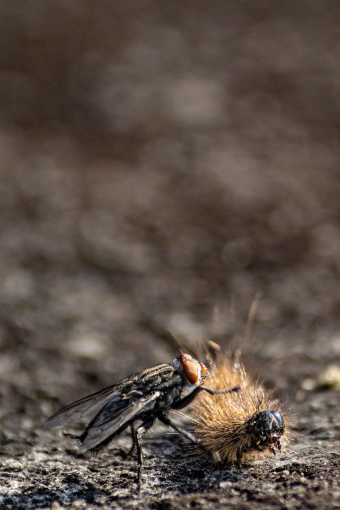 Pest Control & Home Protection