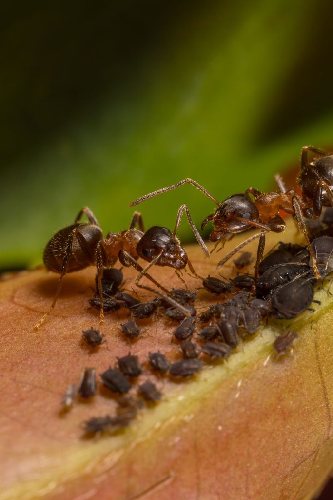 Pest Control & Home Protection