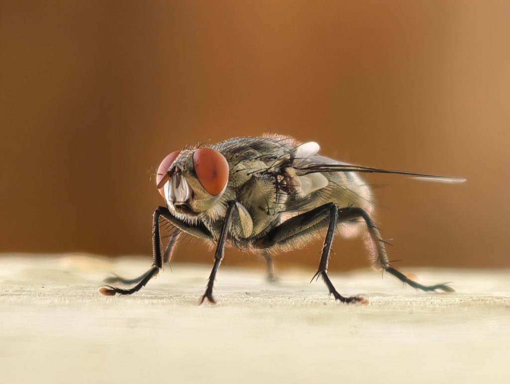 Real-world Pest Control & Home Protection