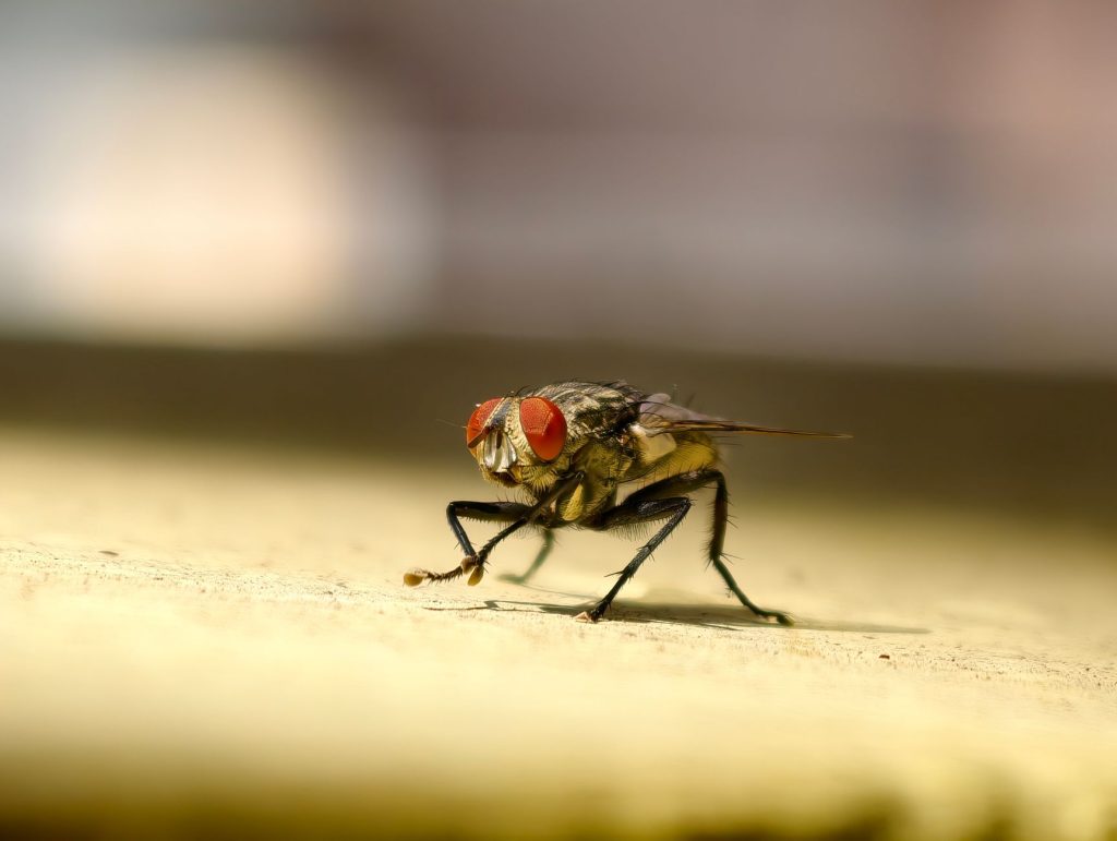 Professional Pest Control & Home Protection