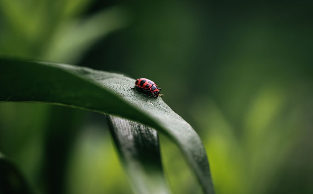 Real-world Pest Control & Home Protection