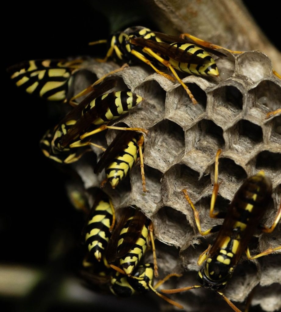 Professional Pest Control & Home Protection