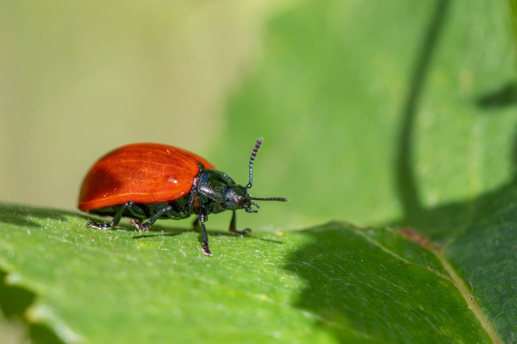 Pest Control & Home Protection