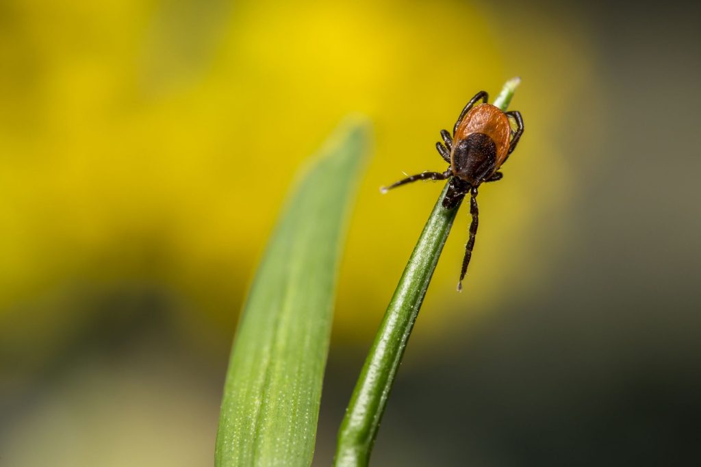 Pest Control & Home Protection
