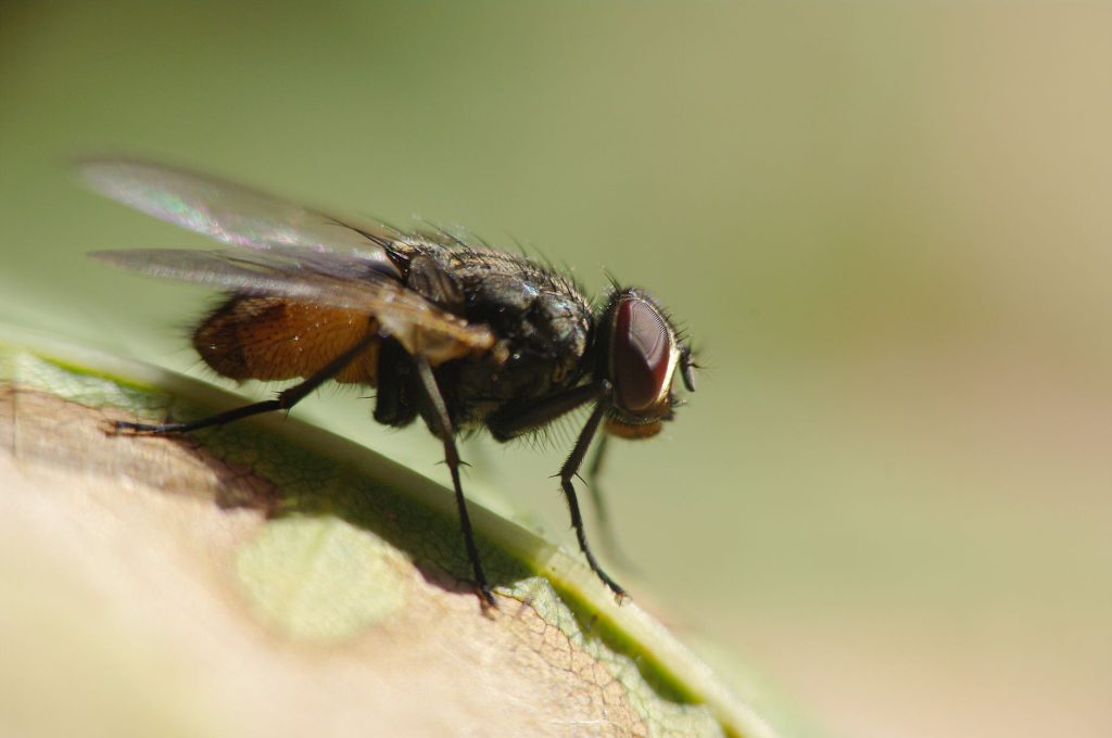 Professional Pest Control & Home Protection