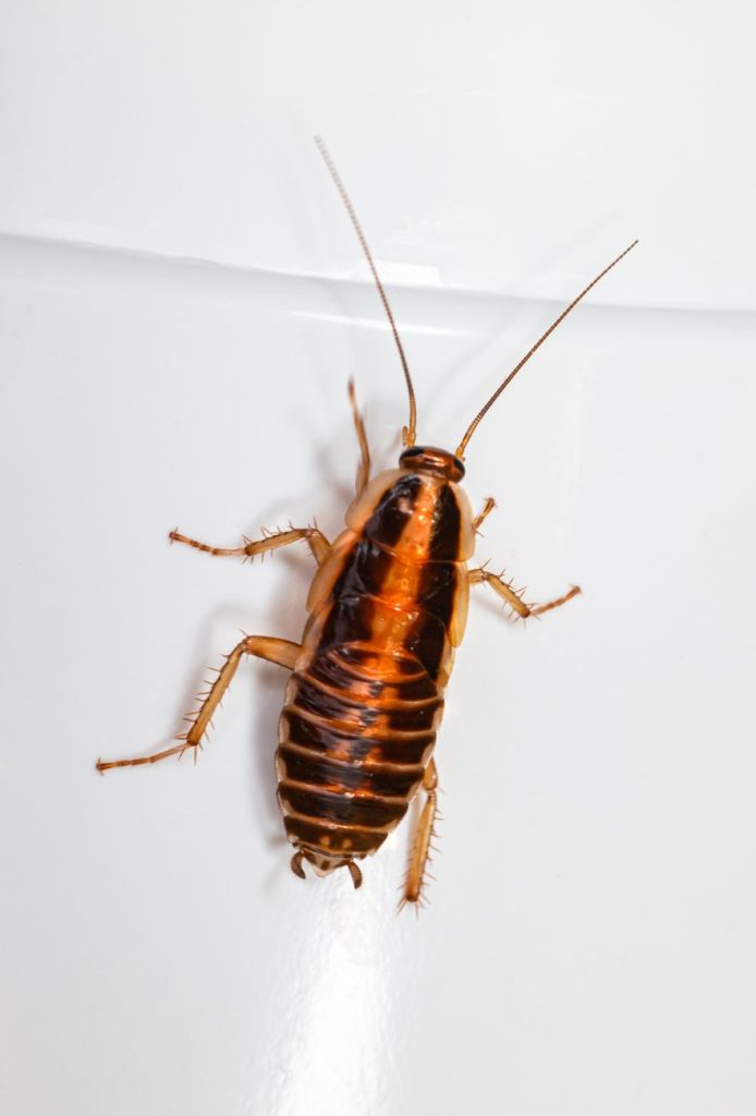 Pest Control & Home Protection