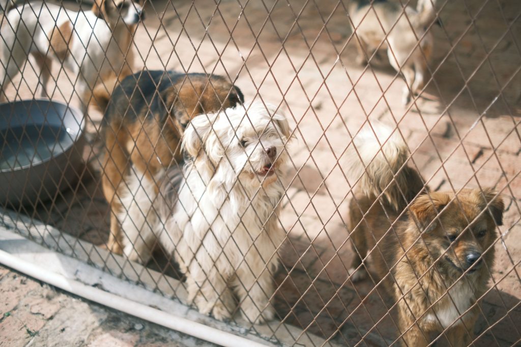 Pet profiles