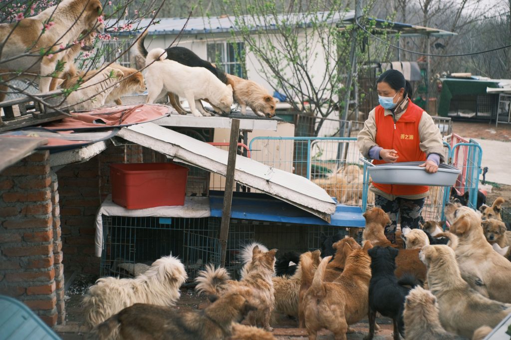 Pet charity care