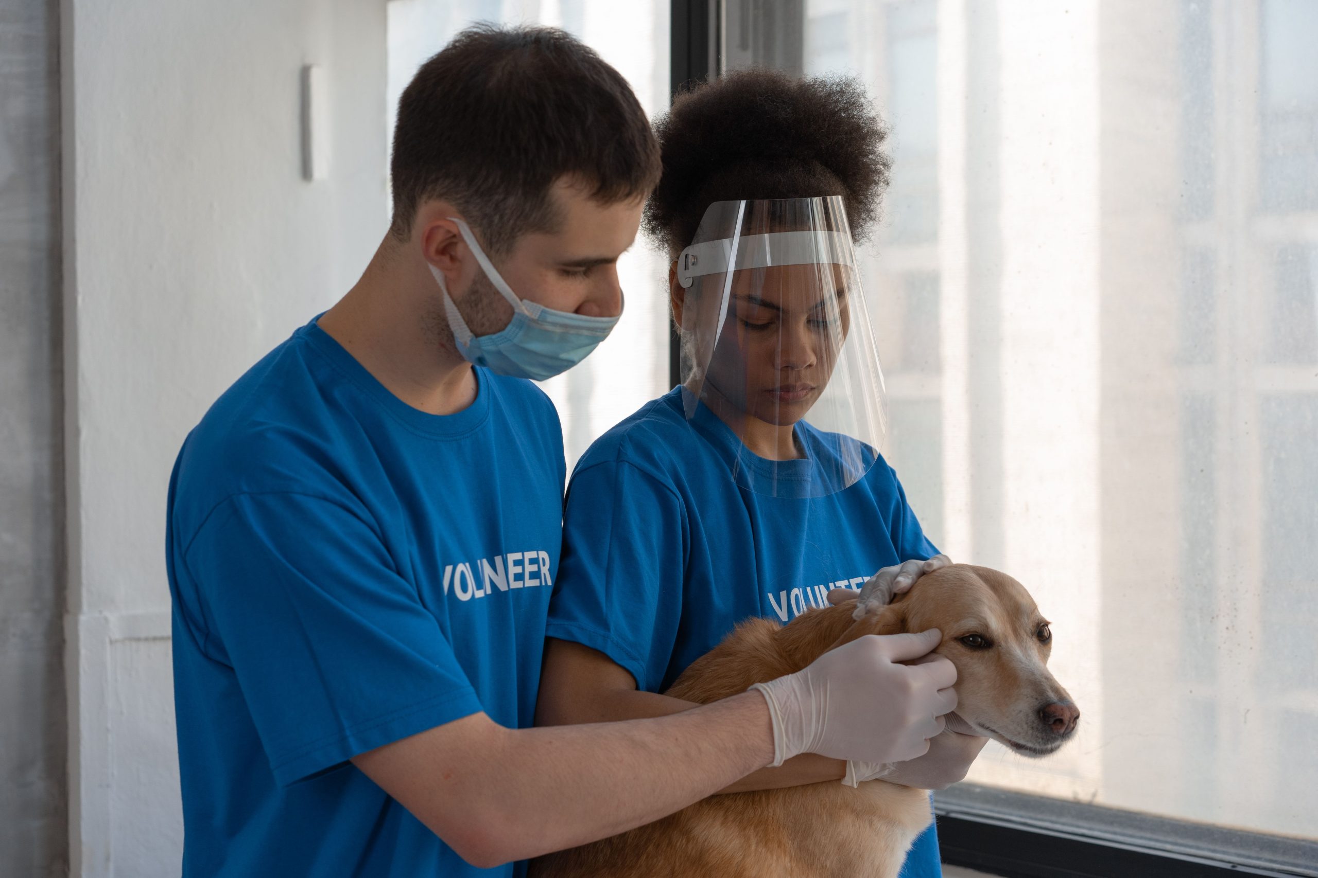 Adoption, foster and rescue programs built around animal welfare.