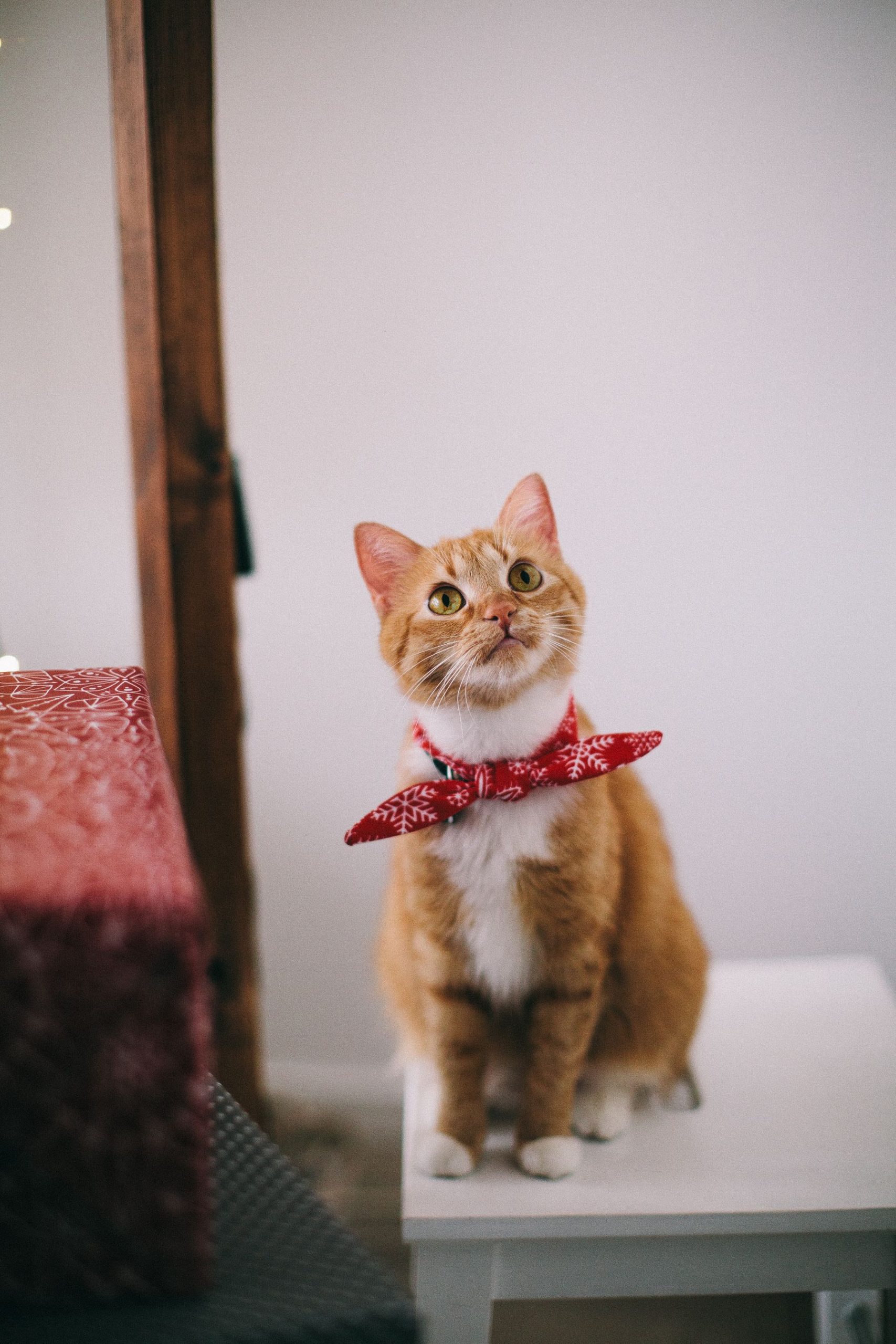 Pet grooming & spa process