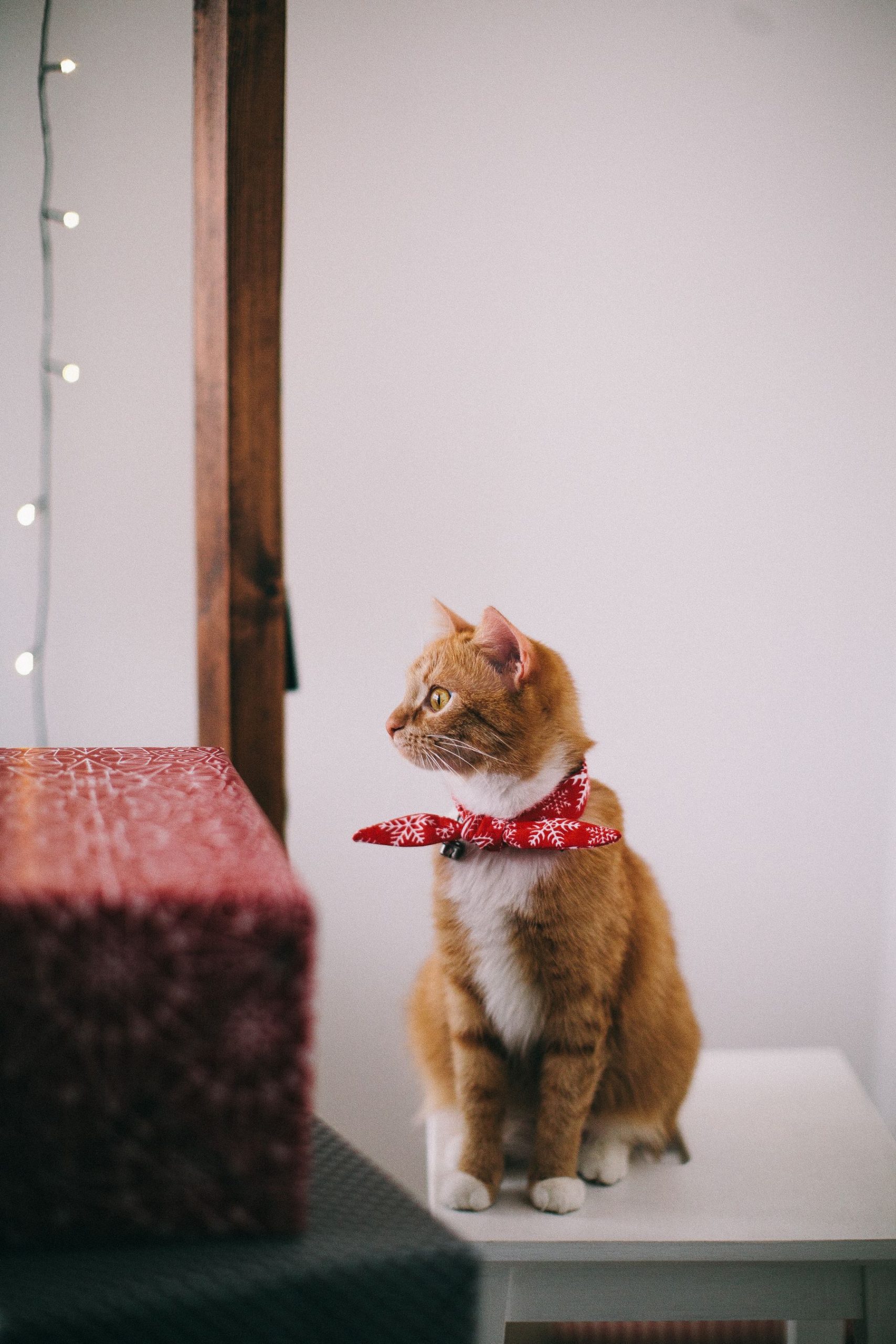Veterinarians feature