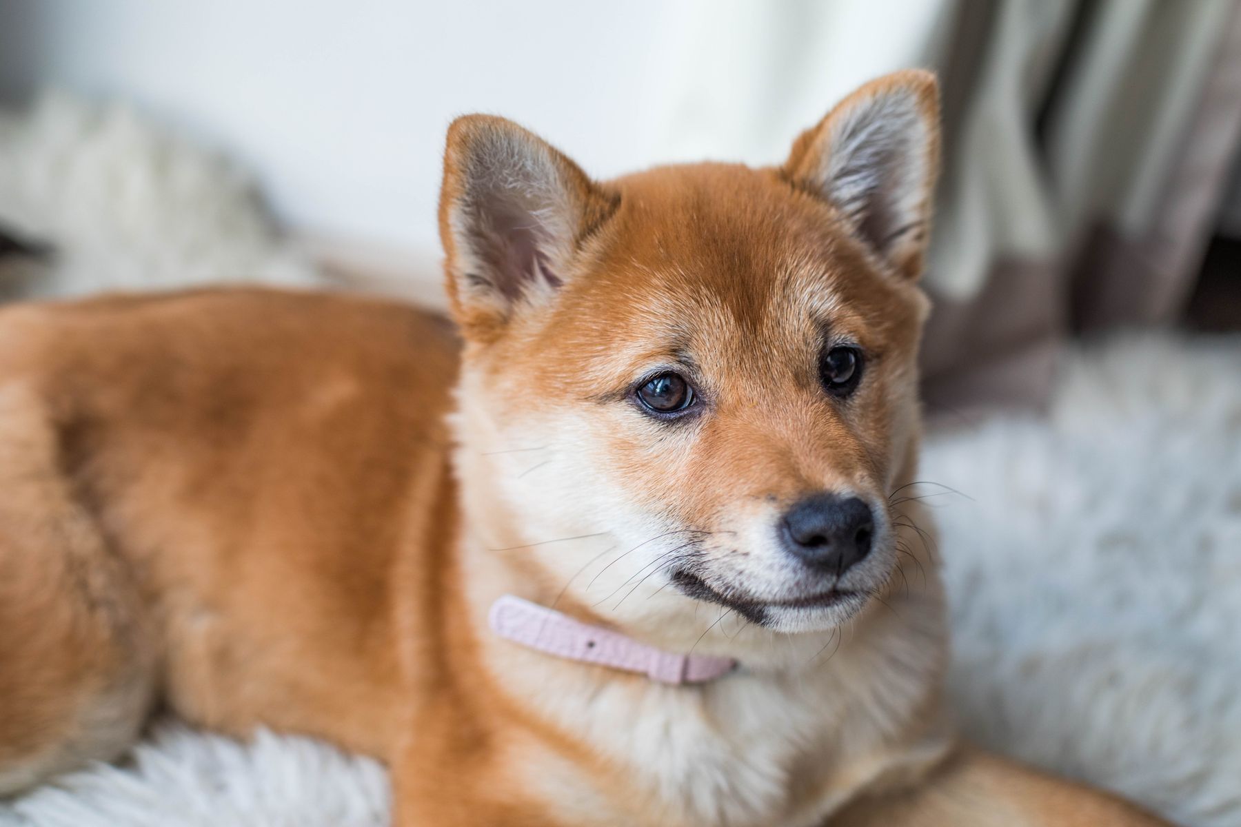 Pet care detail