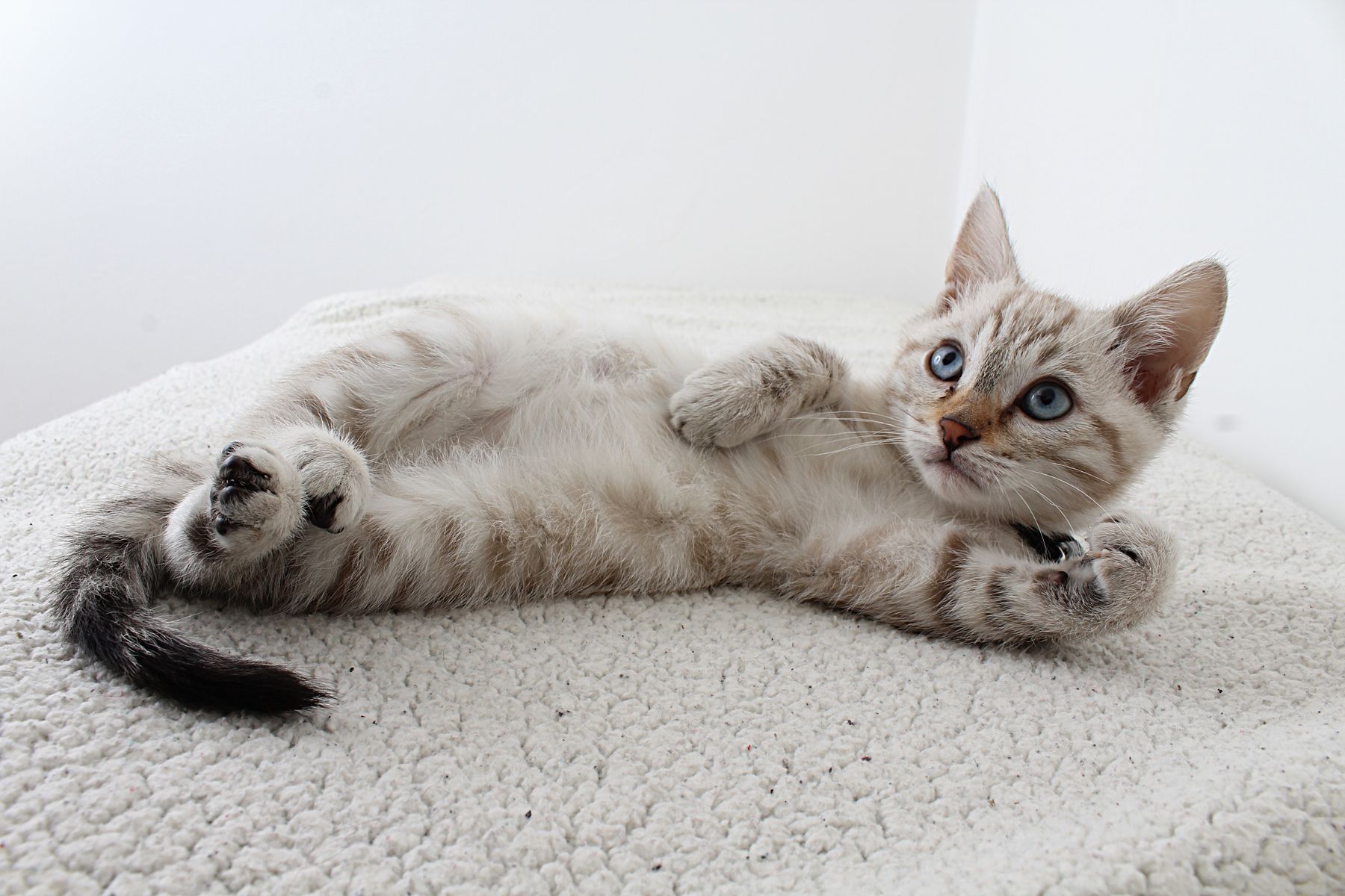 Pet care detail