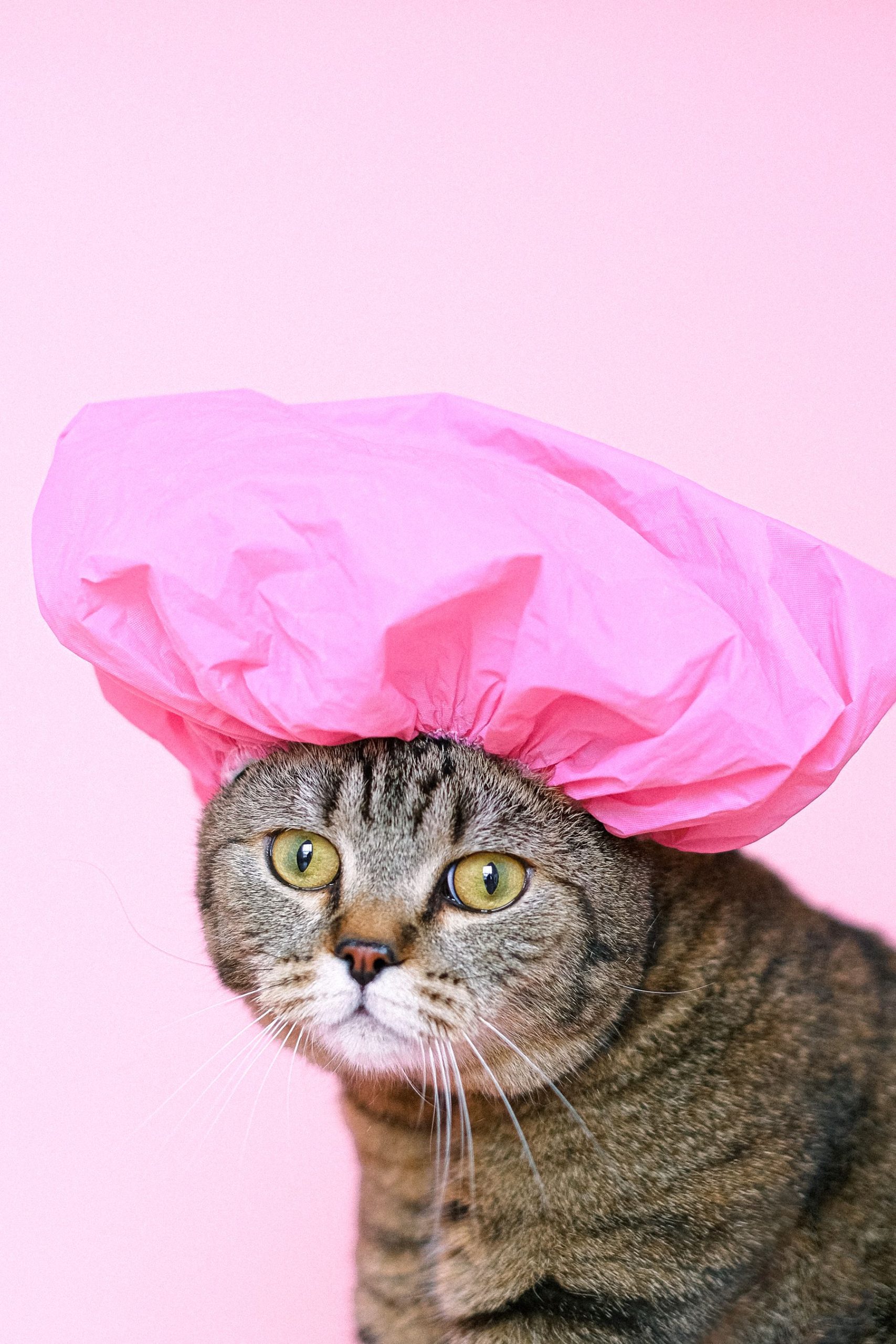 Nexolume Pet & Veterinary Cat Care & Feline Clinic slide