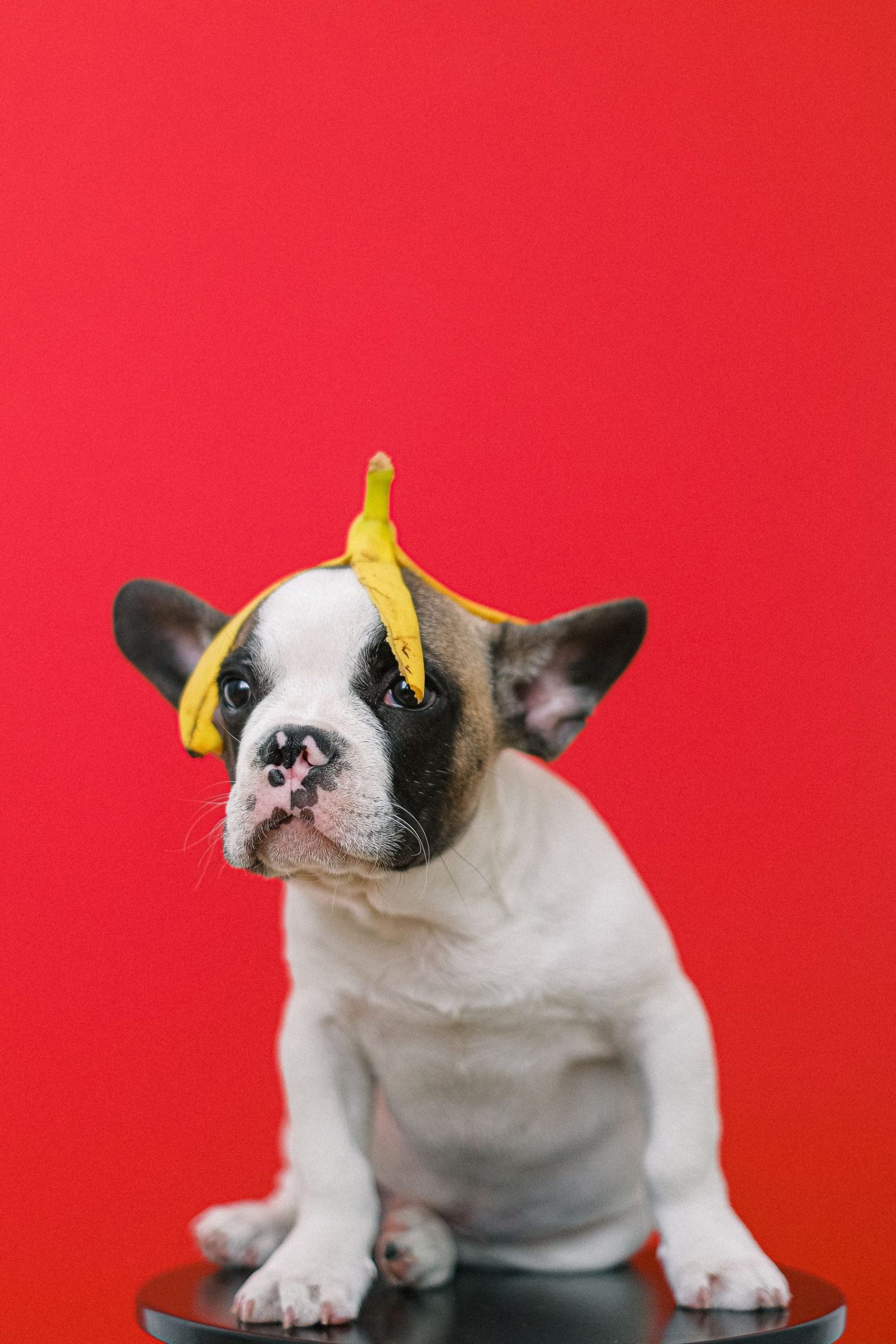 Puppy foundations