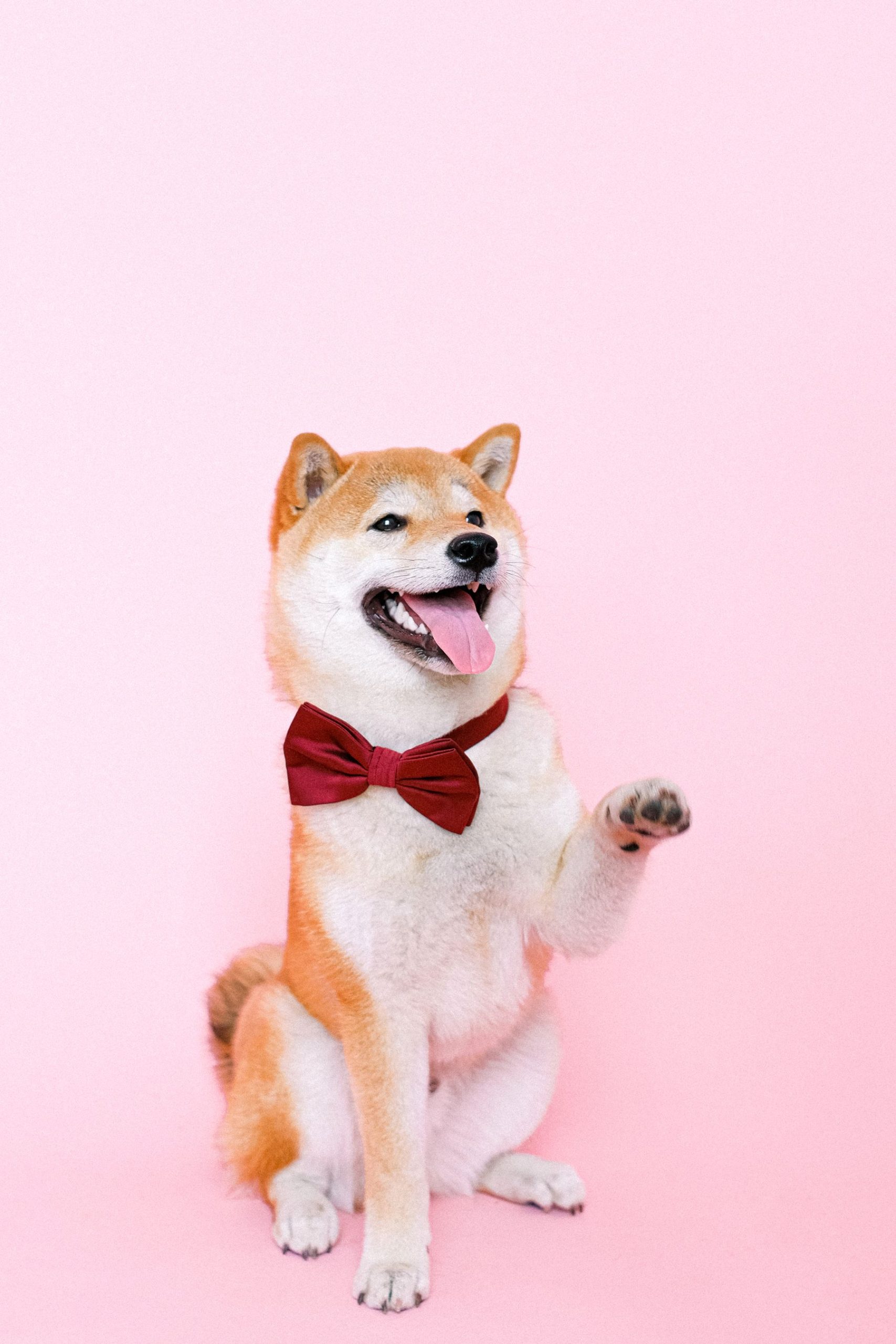 Senior pet support