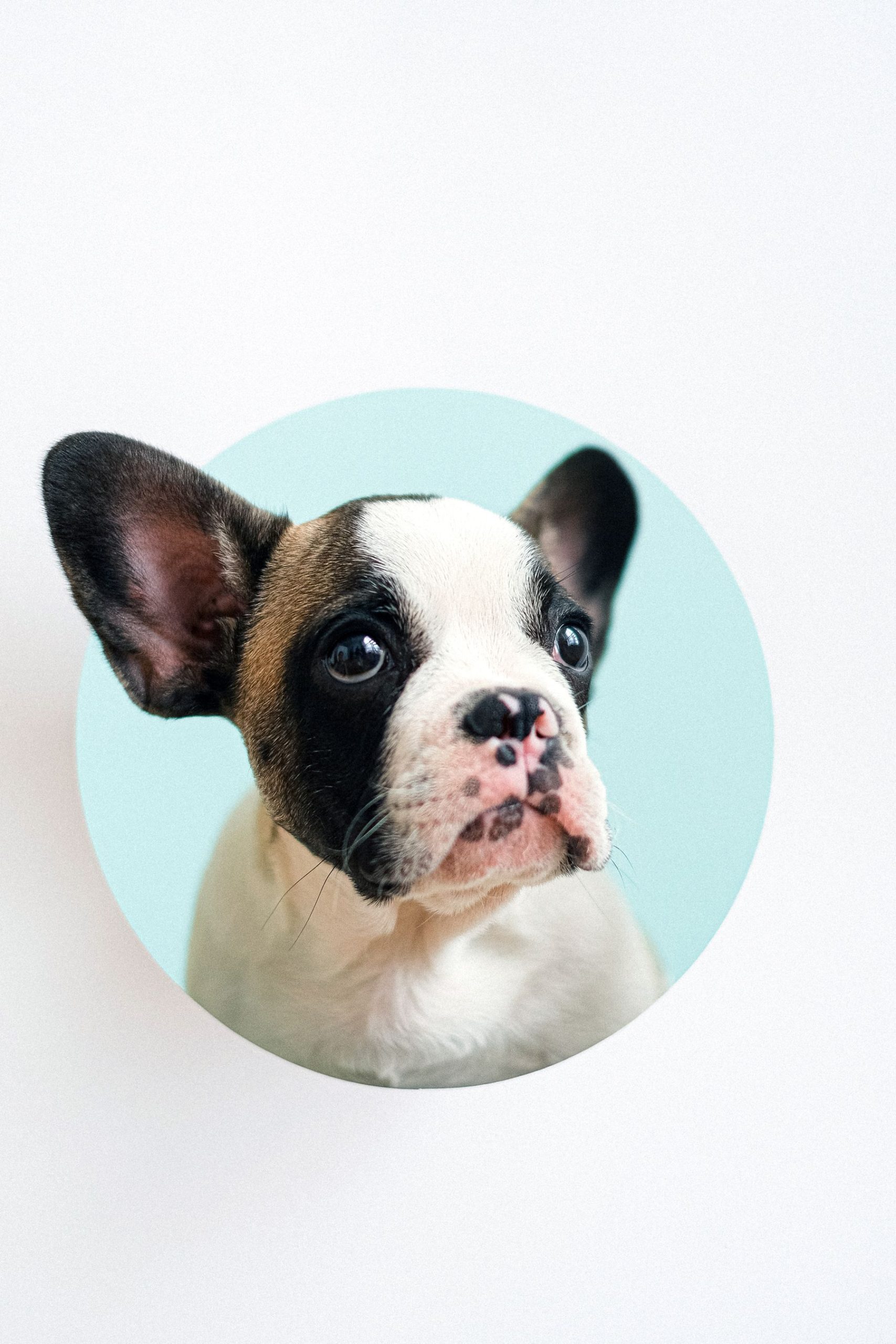 Nexolume Pet & Veterinary Mobile Vet & Home Visits slide