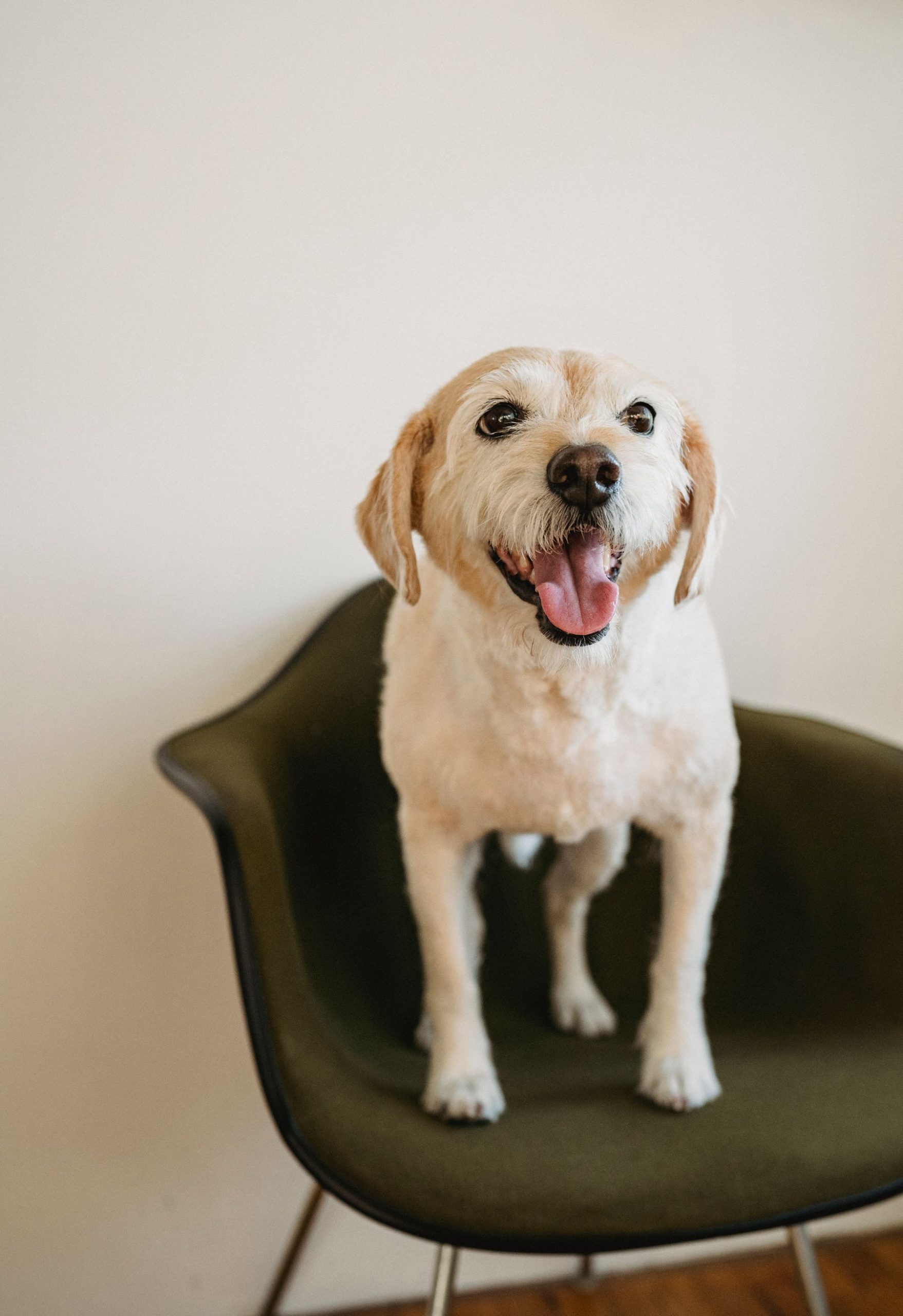 Pet care detail