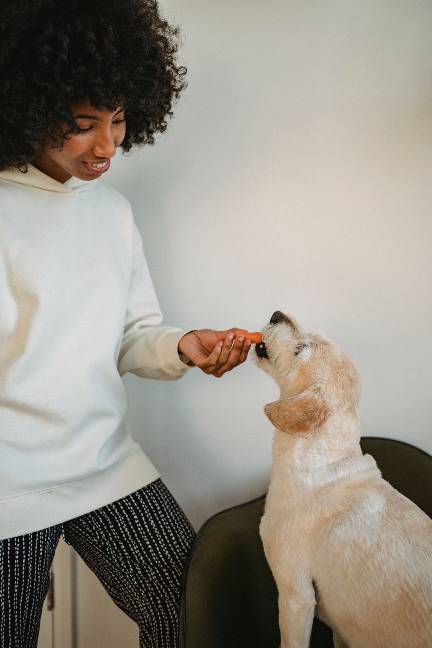 Pet training & behavior process