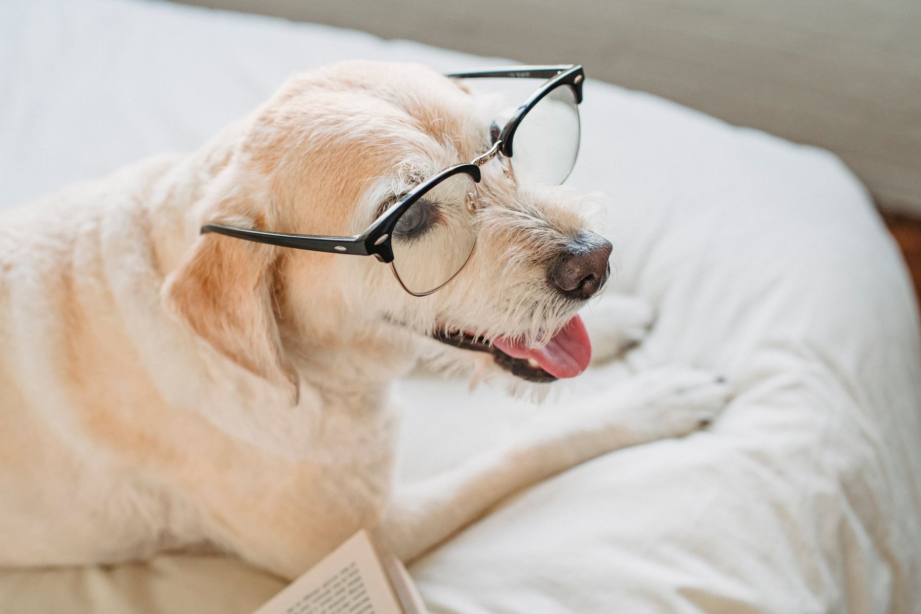Pet care detail