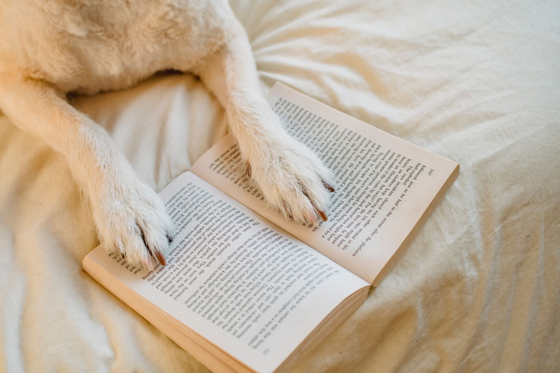 Pet Wellness detail